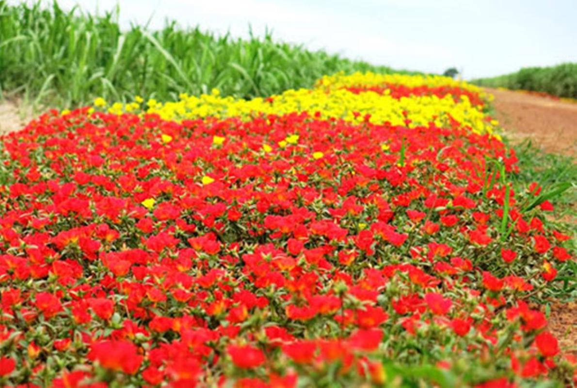 200 Hạt giống hoa mười giờ đơn