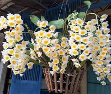 Phân chì tan chậm Nhật Bản 14-13-13 200g