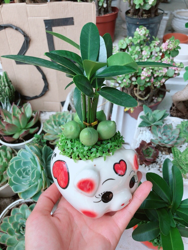 Chậu Tài Lộc May Mắn