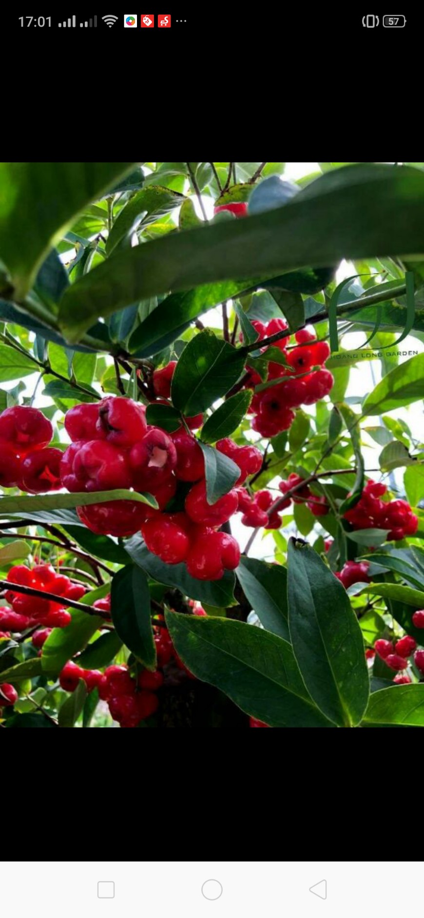Cây giống Mận Hoàng Yến