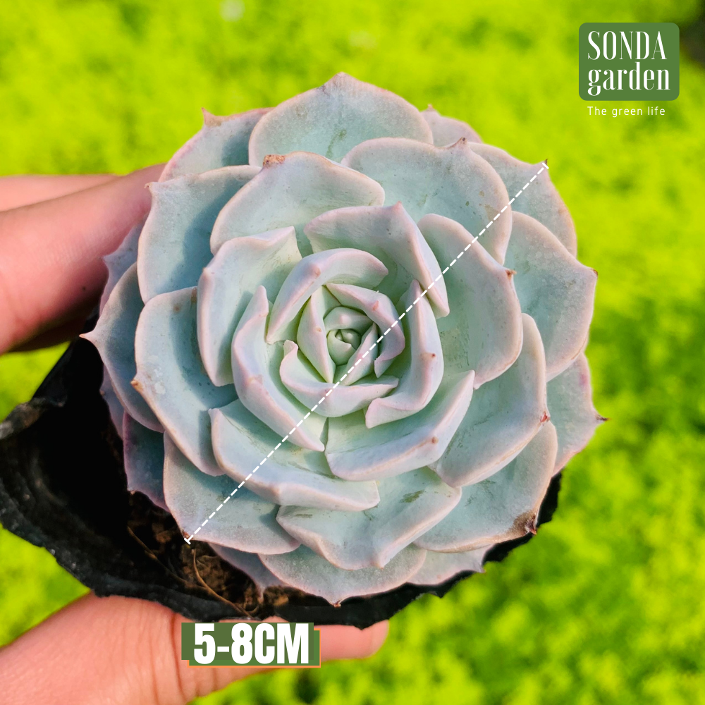 SEN ĐÁ HỒNG PHẤN SIZE BÉ SIÊU KHOẺ ĐẸP LỖI 1 ĐỔI 1