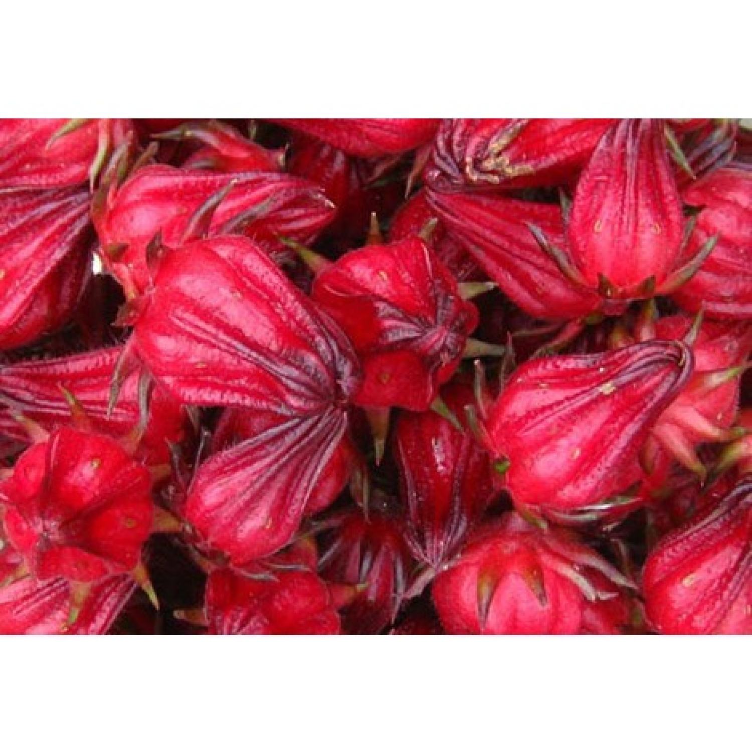 MA163 Gói 20 Hạt Giống Cây Atiso Đỏ (bụp giấm) Đà Lạt
