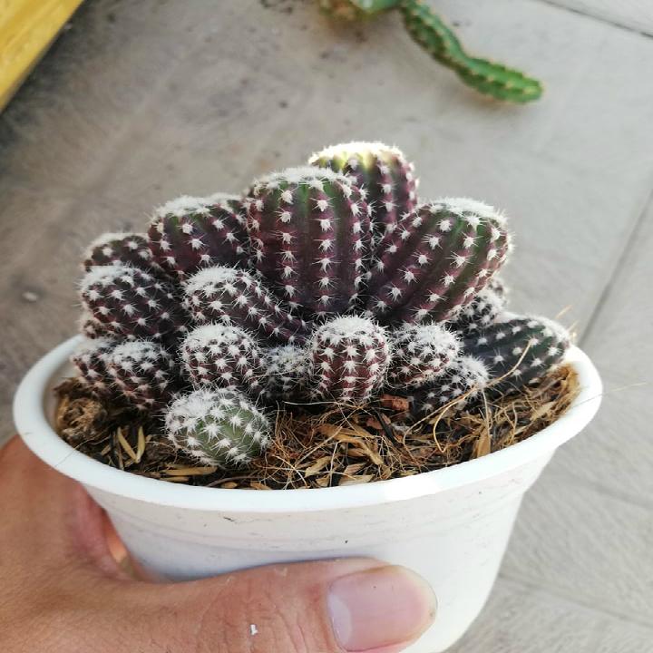 Xương rồng khế nguyên chùm