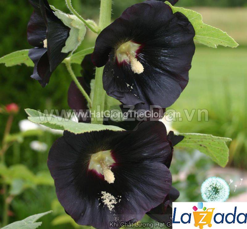 1Gr 100.HAT Hạt Giống Hoa Mãn Đình Hồng Đen (KD| -KD: B18*V34*M211)