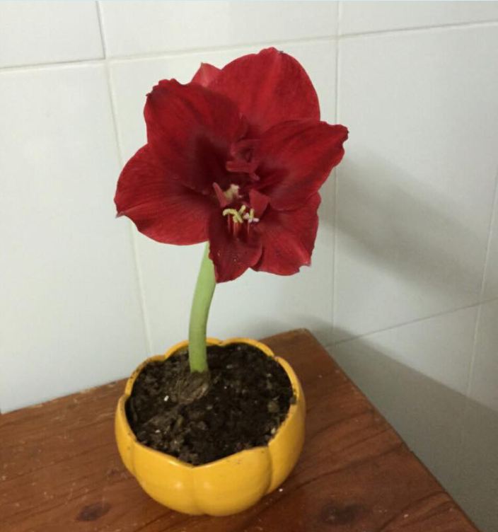 Củ giống hoa lan huệ tây mix màu ( được chọn màu đỏ nhung và hồng đào ) - VTNT1