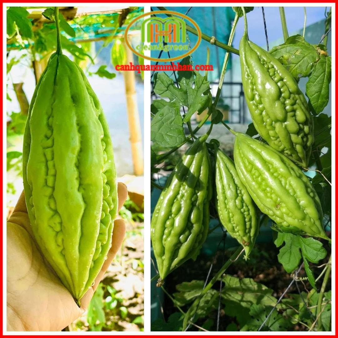Hạt giống rau củ quả đồng giá|Minh Hân Garden