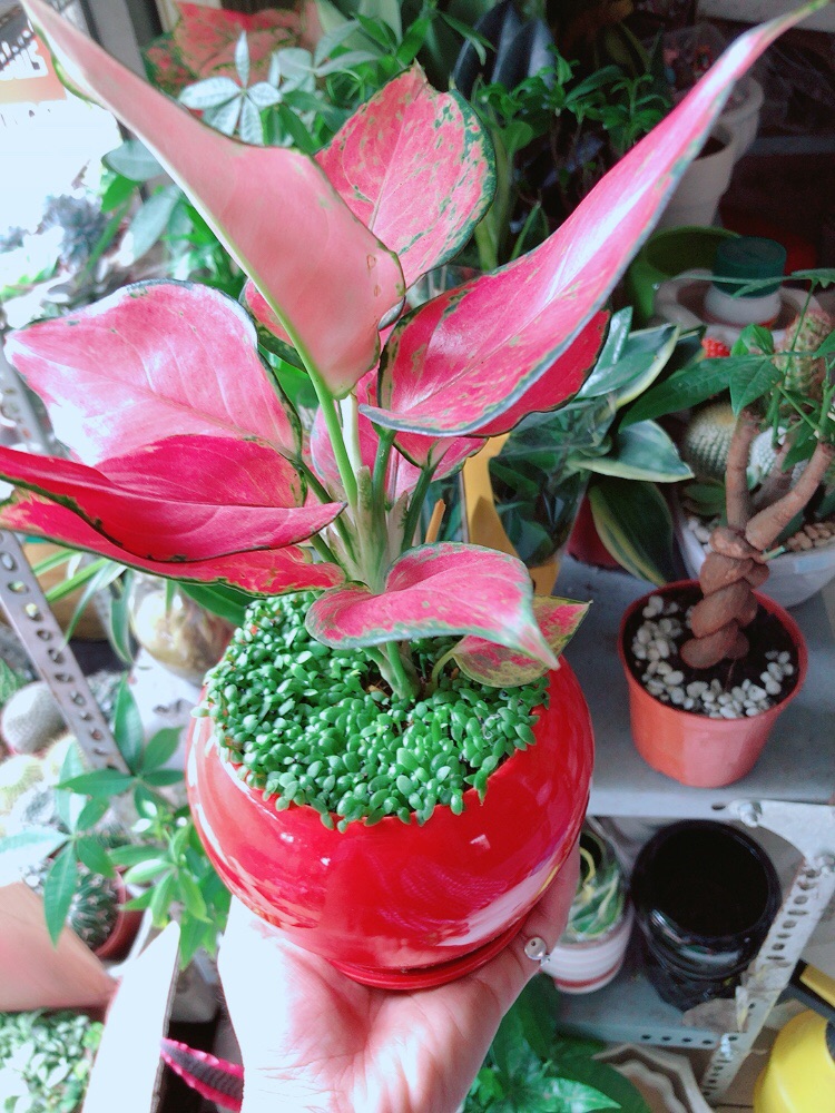 Chậu Vạn Lộc Đỏ