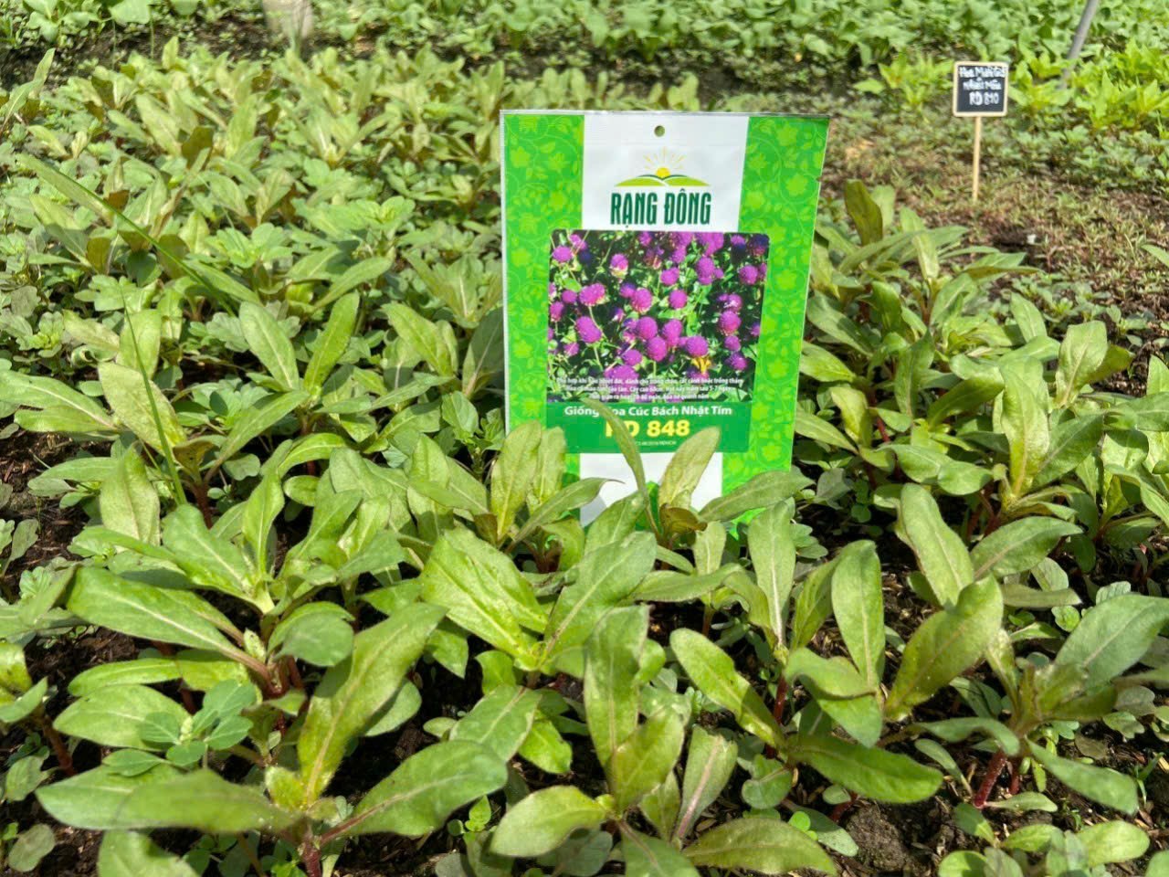 [Seeds] Hạt giống hoa cúc bách nhật tím RD848, đóng gói 0.1gr