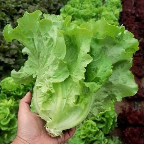 Hạt giống xà lách sanchu gói 5gr