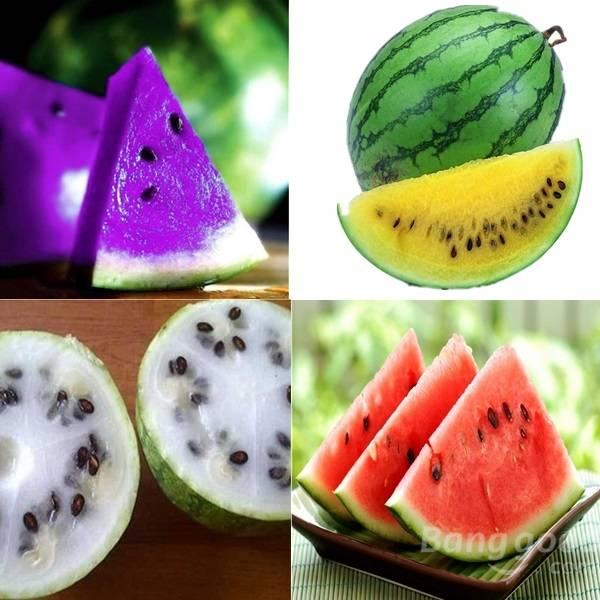 [3 packs] - Colorful Watermelon Fruit Seeds