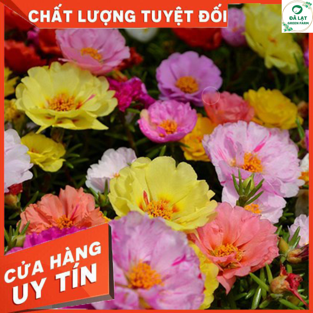 1K_Hạt Giống Hoa Mười Giờ Mỹ