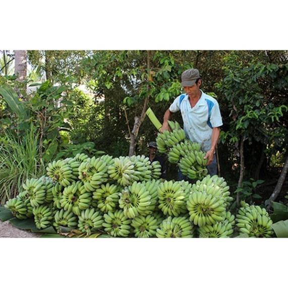 Cây giống chuối tây lùn thái lan siêu quả