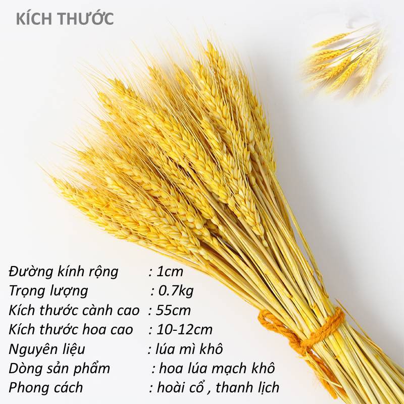 [CÓ QUÀ TẶNG] Bó Hoa Bông Lúa Mạch Khô Decor Trang Trí