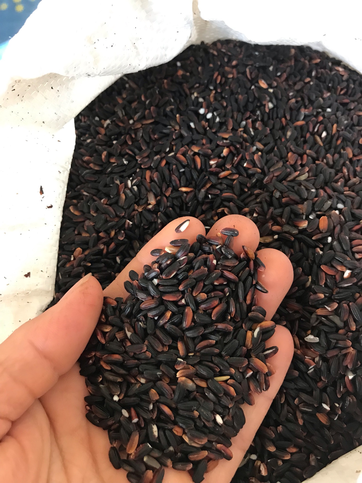 Gạo cẩm nếp nương biên (5kg)