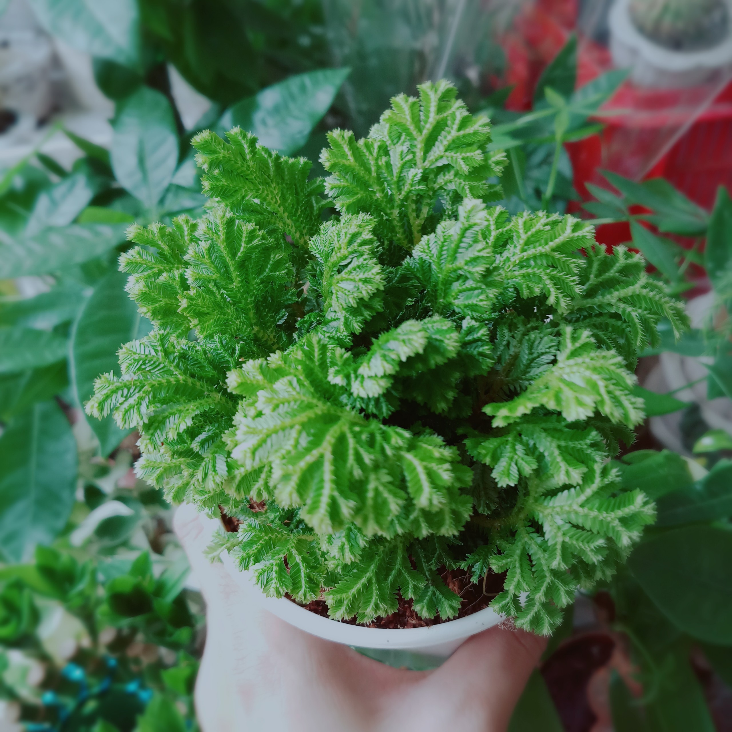 Cây Rêu Nhật Lọc Không Khí