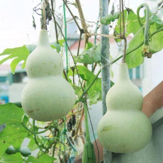 Hạt giống bầu hồ lô siêu trái /gói 5 hạt