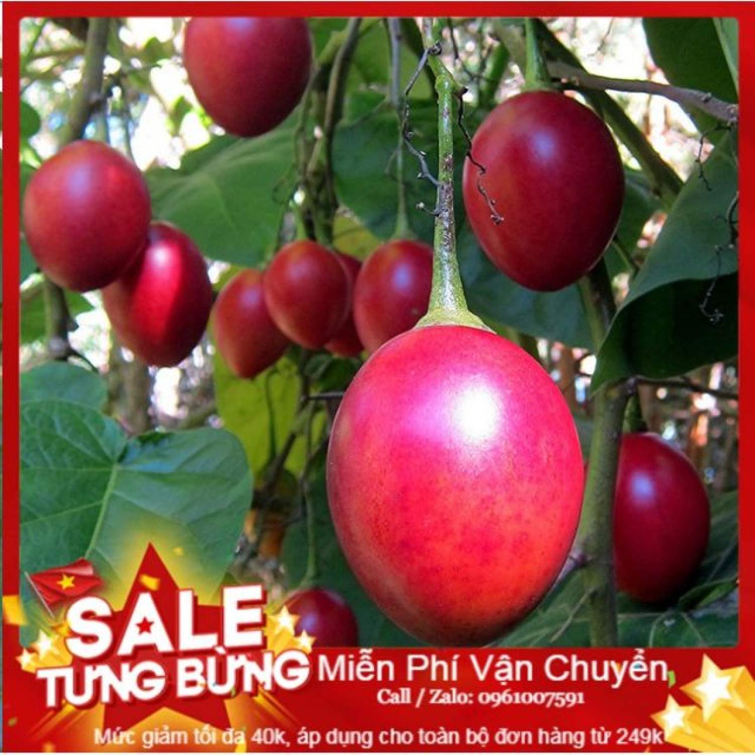 Ma222 gói hạt giống cà chua thân gỗ - 10 hạt