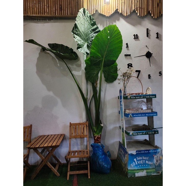 cây Ráy voi chơi kiểng lá