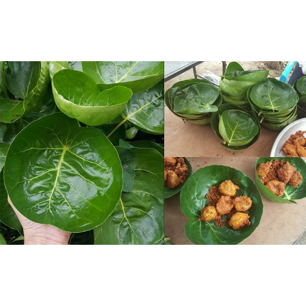 CÂY ĐINH LĂNG LÁ TRÒN THÁI LAN - cây giống