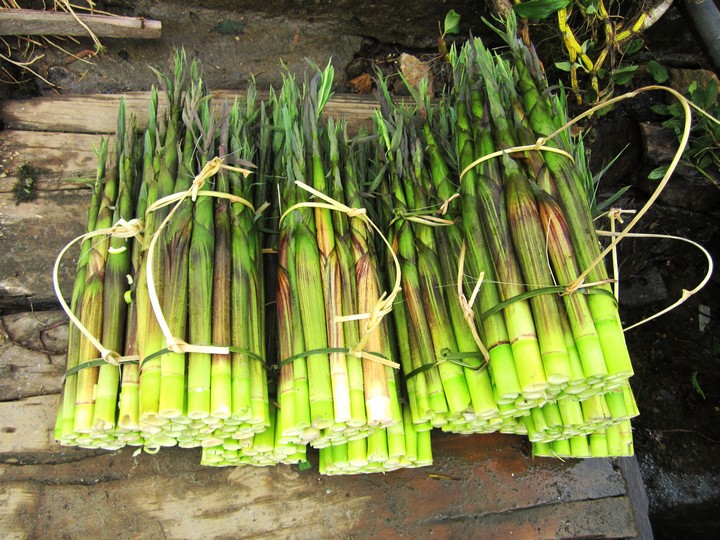 Đặc Sản - Măng Rừng Khô Tây Bắc 100g