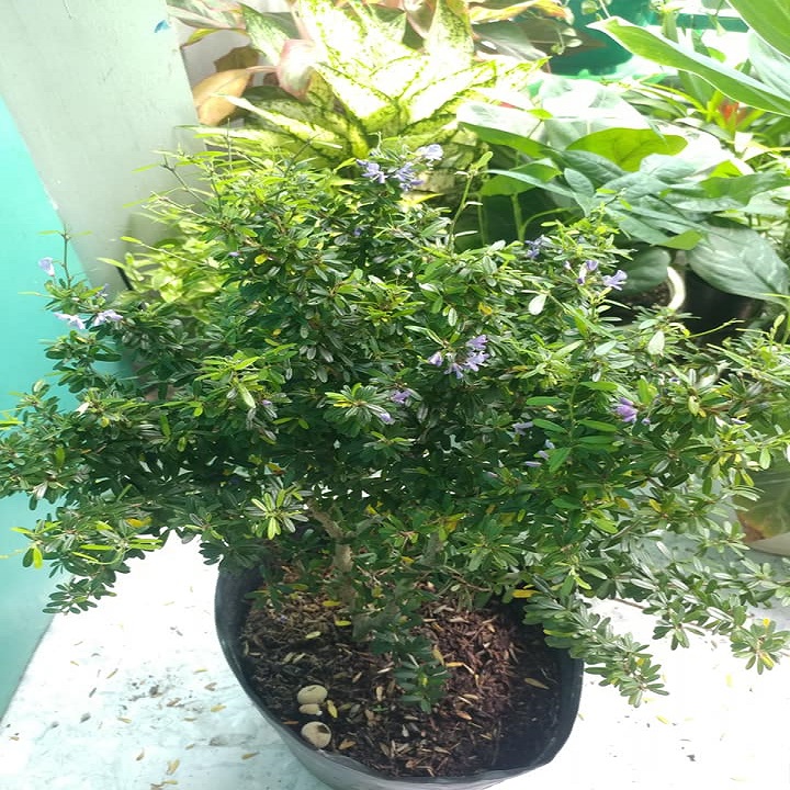 Cây Linh Sam86 BÔNG TÍM