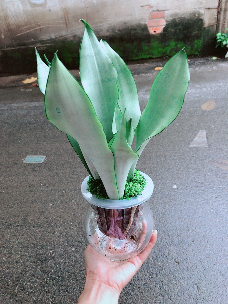 Chậu Lưỡi Hổ Bạc Thuỷ Sinh