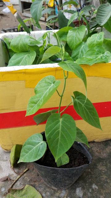 Chanh dây ngọt Colombia trái vàng