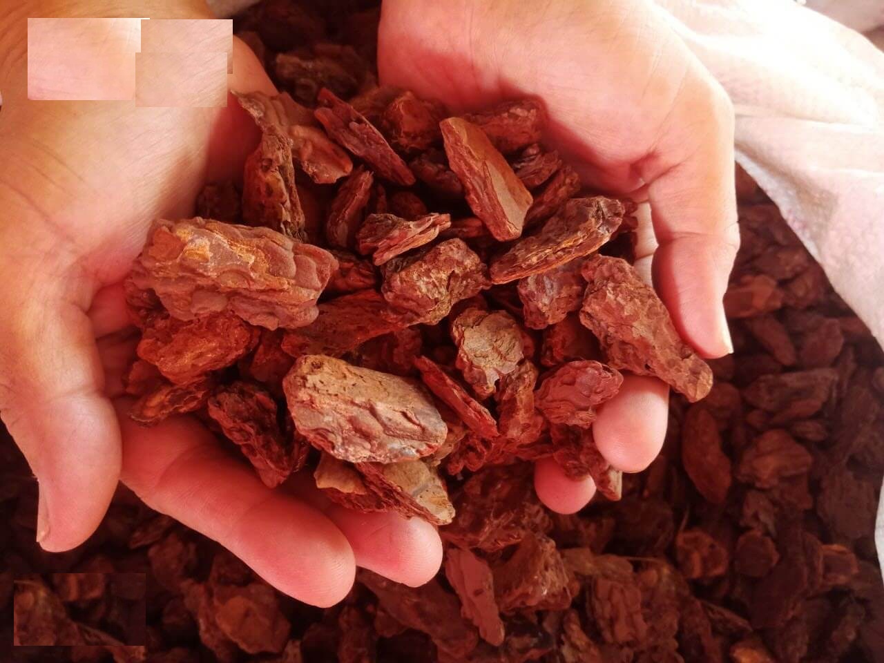 1KG VỎ THỒNG TRỒNG LAN ĐÃ QUA XỬ LÝ (SIZE 3-5CM)