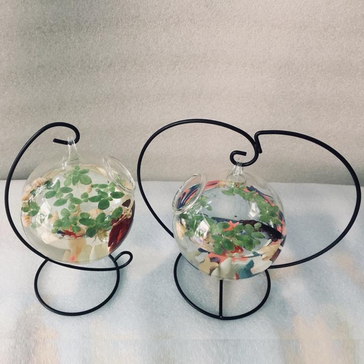 Combo 2 Bể cá mini treo để bàn TC - Tặng phụ kiện