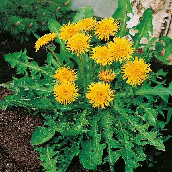Taraxacum Seeds