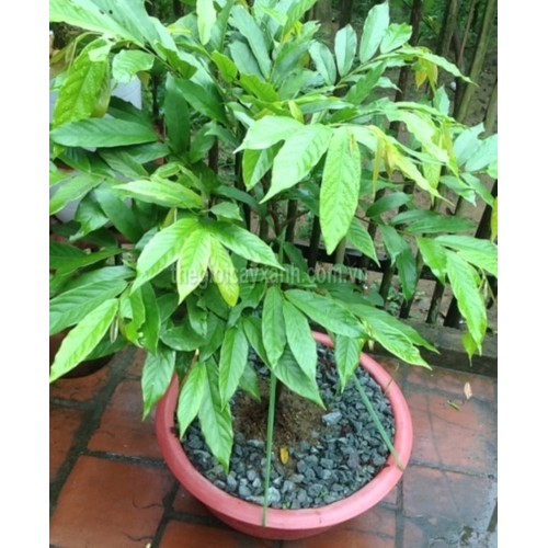 Cây hoa dẻ hoa vàng chùm, hoa thơm