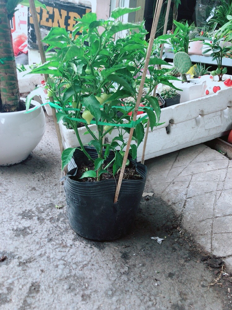 Cây Ớt Kiểng Biquinho Trái Độc Lạ Ăn Được