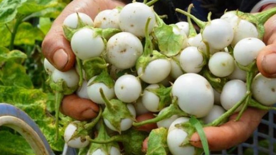 White Ca Phao Seeds F1 - 4 Season Ca Phao - 2Gr Pack