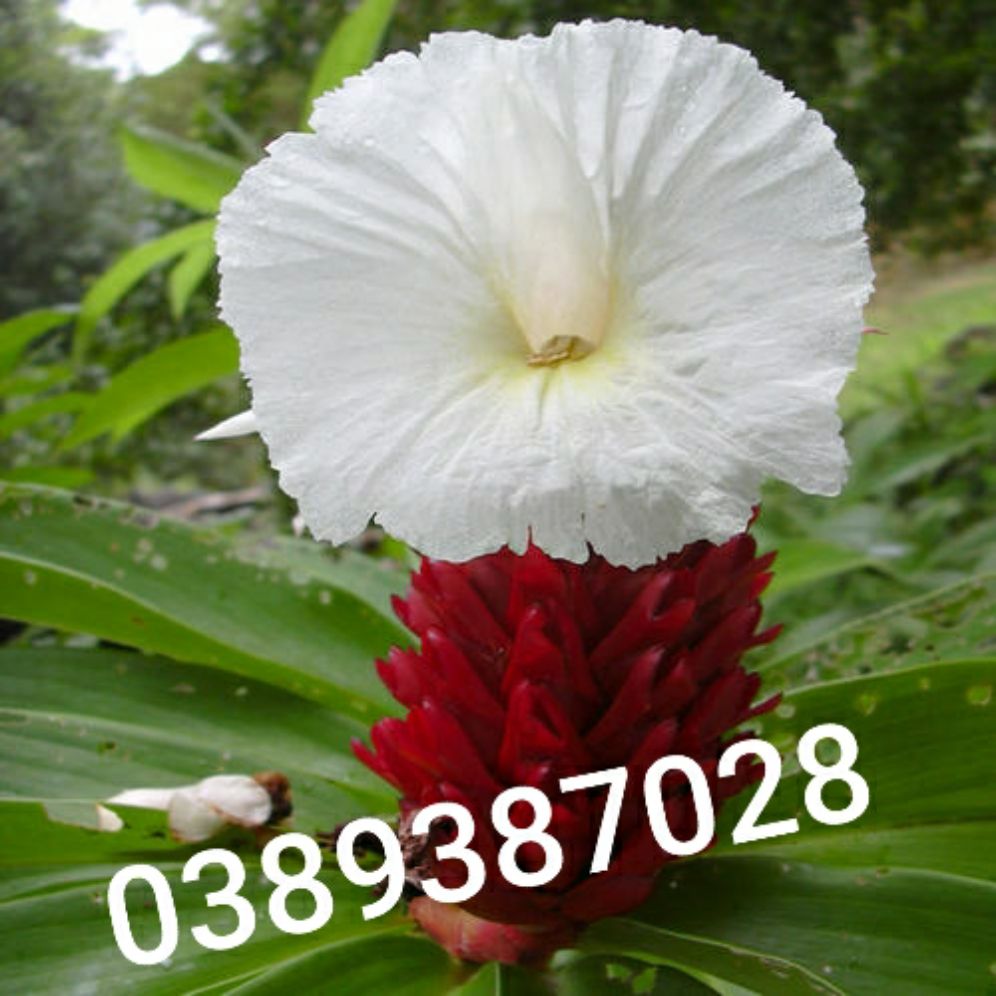 củ cây cát lồi(mía dò) tươi,1kg