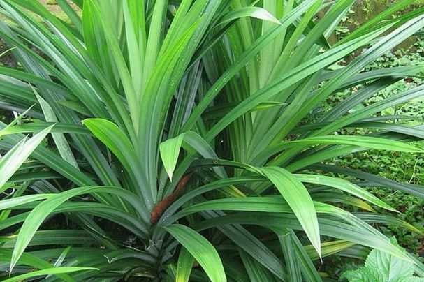 1kg LÁ NẾP THƠM (LÁ DỨA THƠM ) tươi sạch nhà trồng