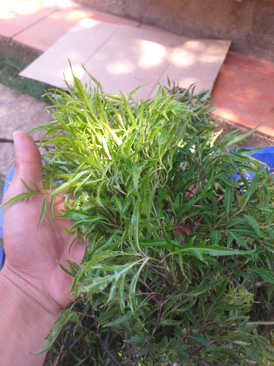 Lá đinh lăng tươi (loại lá nếp) KL: 1kg