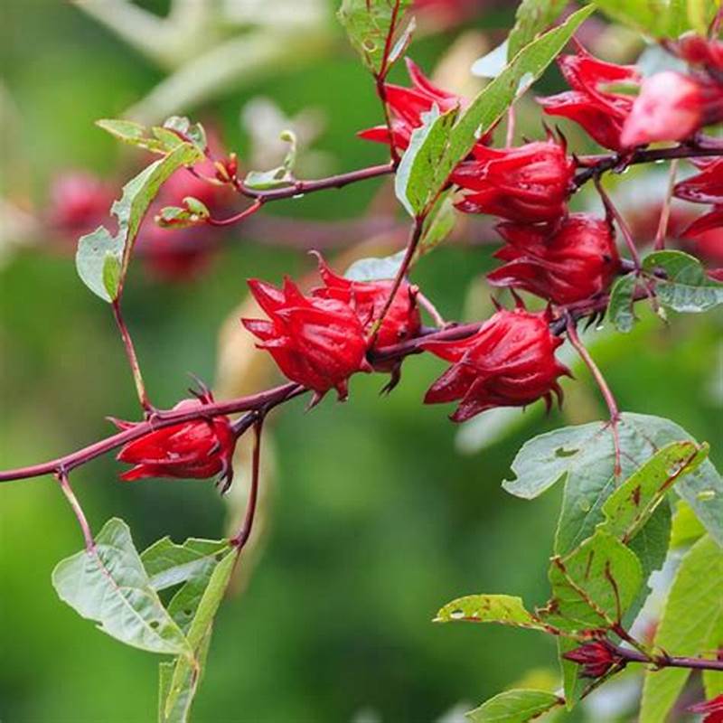 Hạt Giống Hoa  Atiso Đỏ ( Bụp Giấm - Gói 10 Hạt) - Dễ Trồng, Dưỡng Nhan