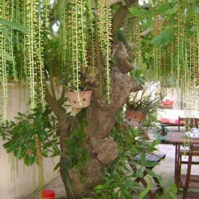 CÂY GIỐNG CÂY LỘC VỪNG