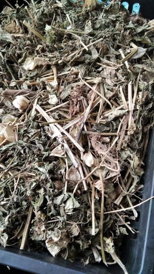 (Dược liệu khô) Cây Tầm Bốp 500g phơi khô (Cây thù lù cạnh, bôm bốp, bùm bụp, lồng đèn)
