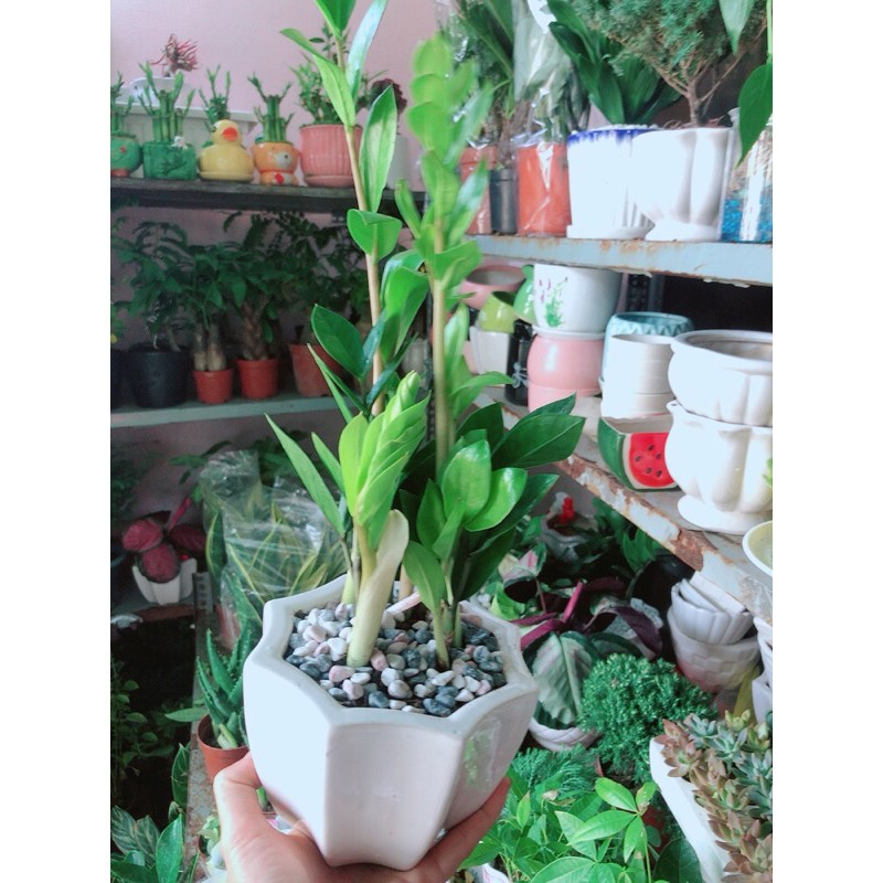 [HCM]Chậu Cây Kim Tiền Thái Mẫu Để Bàn