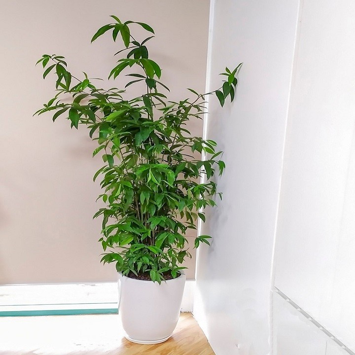 CHẬU CÂY TRÚC NHẬT