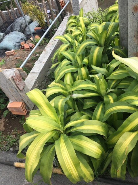 Cây phát tài sọc vàng(thiết mộc lan) - chậu 1 thân