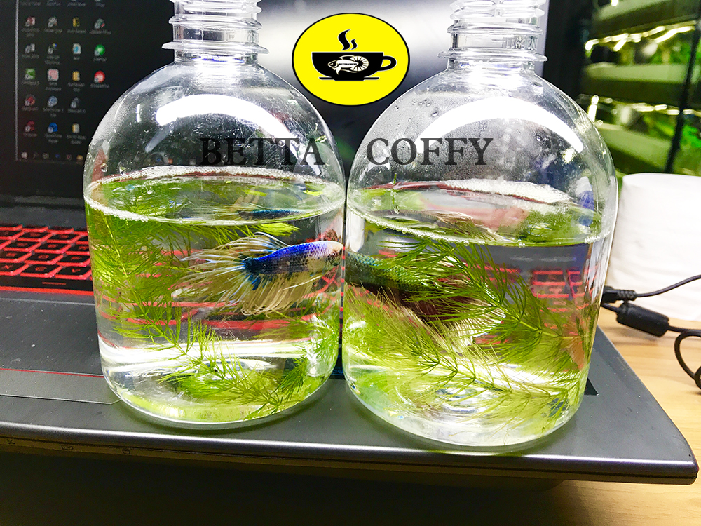 Hủ Nuôi cá Betta Mini - Cốc nuôi cá mini