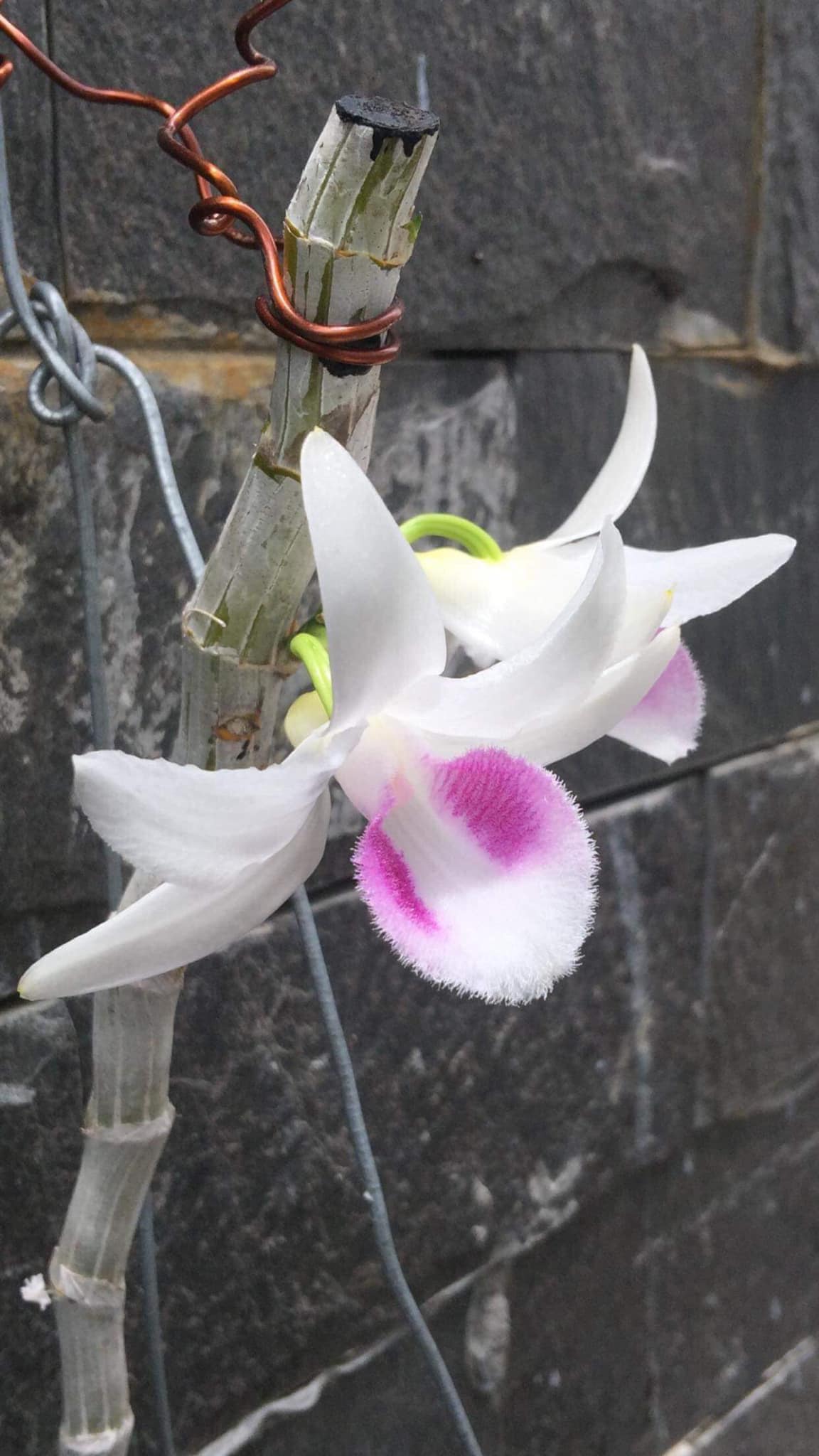 Phi Điệp 🍀FREESHIP🍀 5ct HO hàng gieo hạt [ 20cm ]