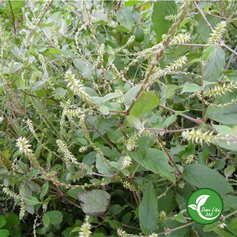 Cây cỏ xước (gói 1kg khô) - DL018