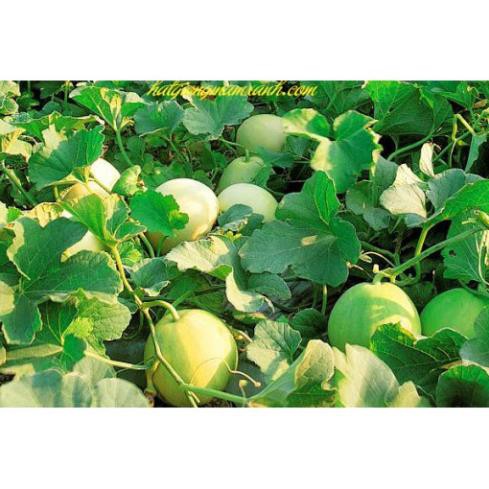 Hạt Giống Dưa Lê Siêu Trái, Siêu Ngọt 20 Hạt