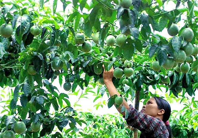 Combo 3 cây chanh leo trồng thu hái quả cây trong bầu, chất lượng