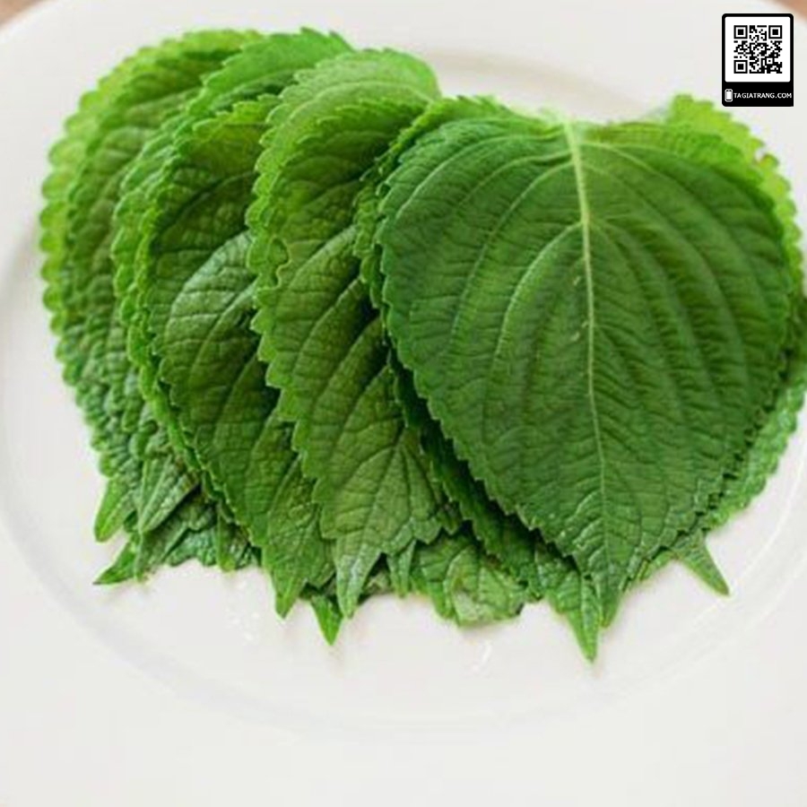 Hạt giống rau thơm mè Sesame