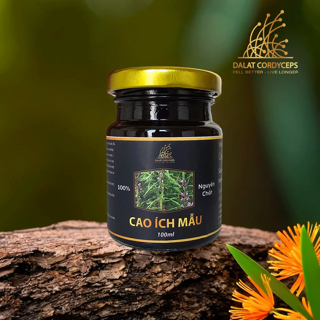 Cao ích mẫu - Dalat Cordyceps