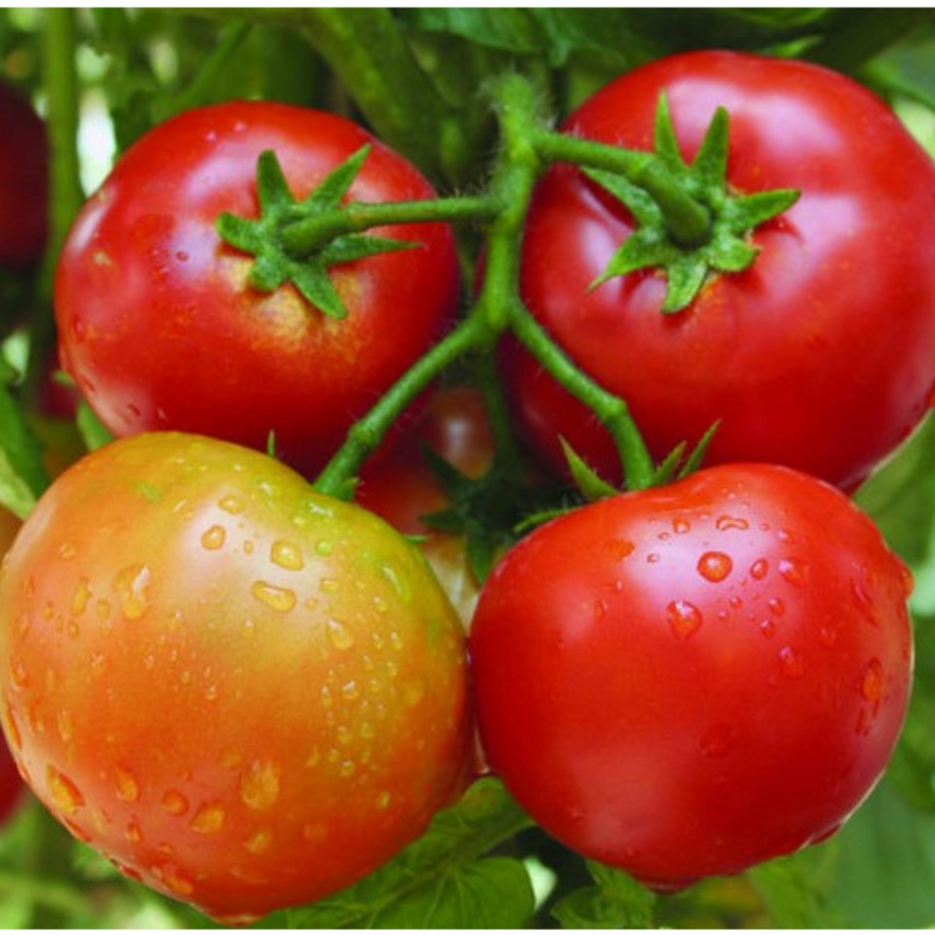 1g hạt giống cà chua f1